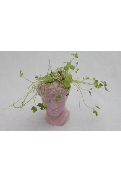 A Miniature Replica of the Statue of David’s Head with Coriander Growing from it