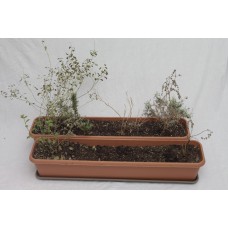 Two 100cm planters with soil and some near dead plants