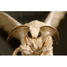 My Irrational Fear of Moths